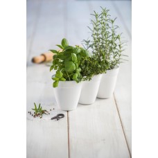 CURVER. Ghiveci triplu din plastic pentru ierburi aromate alb IVY HERBS