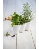 CURVER. Ghiveci triplu din plastic pentru ierburi aromate alb IVY HERBS