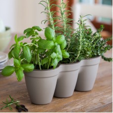 CURVER. Ghiveci triplu din plastic pentru ierburi aromate gri cald IVY HERBS 