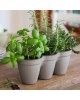 CURVER. Ghiveci triplu din plastic pentru ierburi aromate gri cald IVY HERBS 